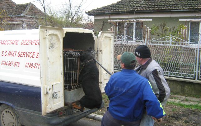 Revoluție împotriva adăpostului de câini din județ! Zeci de oameni vor să elibereze animalele