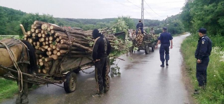 Bătaie ca-n filme între hoții de lemne și proprietarii păgubiți, în județul Satu Mare