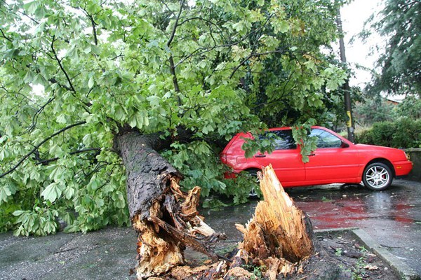 FOTO&VIDEO. Furtuna a făcut ravagii în Satu Mare. Copaci smulși și căzuți peste mașini