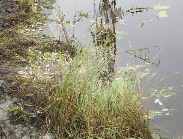 Efectele CANICULEI! MOR peștii în mai multe bălți din județ (FOTO&VIDEO)