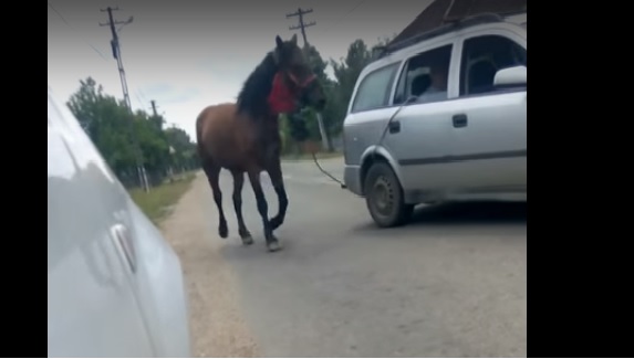 Somnul minții! Cal TRAS după mașină în județul Satu Mare (VIDEO)