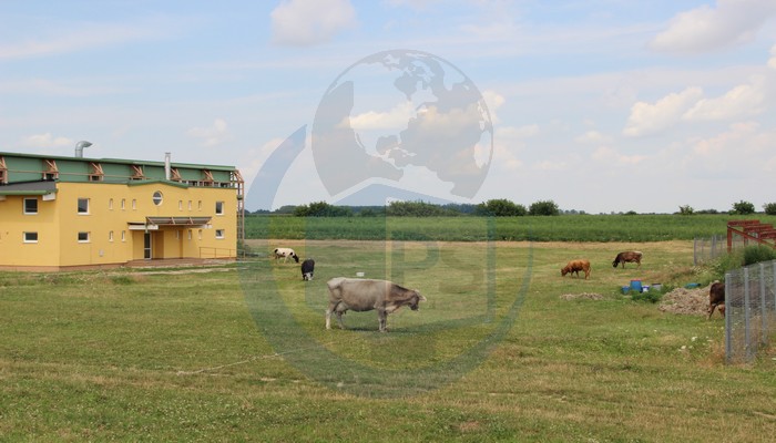 SALĂ de SPORT din județ, construită în CÂMP! VACILE pasc liniștite! (FOTOGALERIE)