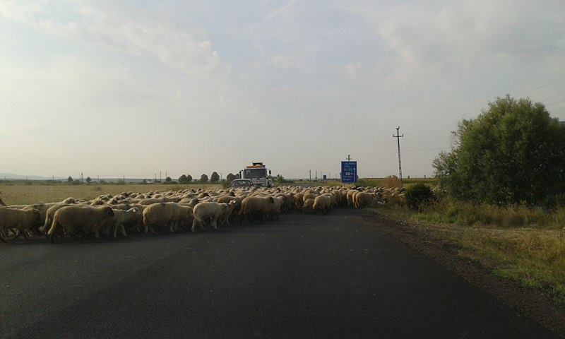 CRUZIME. O sătmăreancă a călcat în mod intenționat două oi cu utilajul agricol