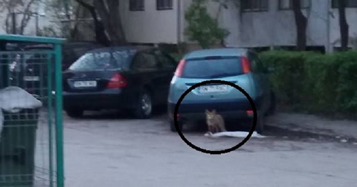 FOTO. Vulpile dau năvală în municipiul Satu Mare. Ce spun autoritățile județene