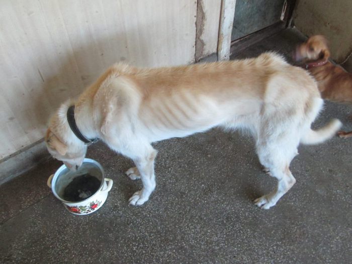 REVOLTĂTOR! Un individ a ADOPTAT doi câini și i-a înfometat CRUNT (FOTOGALERIE)
