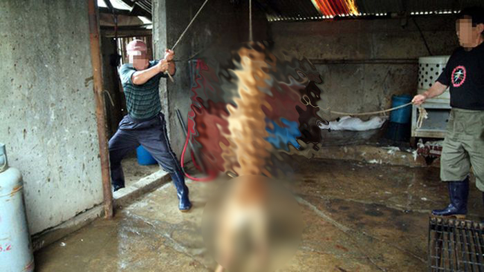 PREMIERĂ! Sătmărean trimis în judecată pentru că a SPÂNZURAT un câine