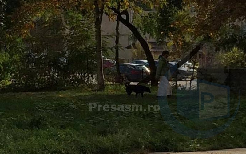 Sătmărenii din Micro 17, TERORIZAȚI de o haită de câini (FOTOGALERIE)