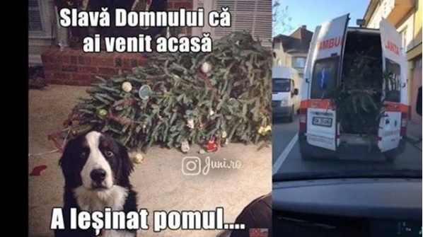 Caterincă NAȚIONALĂ. MII de glume pe seama BRADULUI transportat de ambulanță!