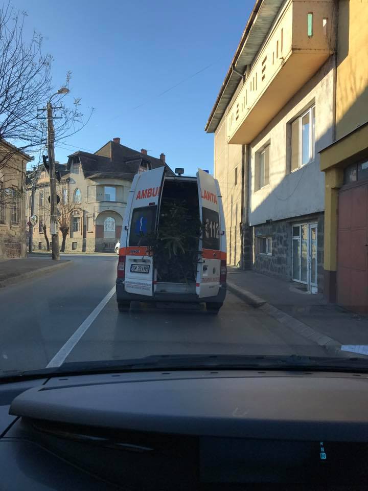 Bradul transportat cu AMBULANȚA a fost împodobit. Sătmărenii, chemați să îl vadă