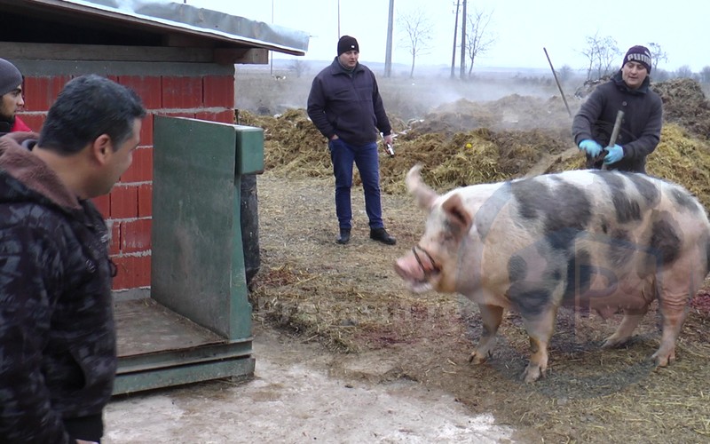 RECORD. Porc de o JUMĂTATE de tonă, SACRIFICAT în județul Satu Mare (FOTOGALERIE)