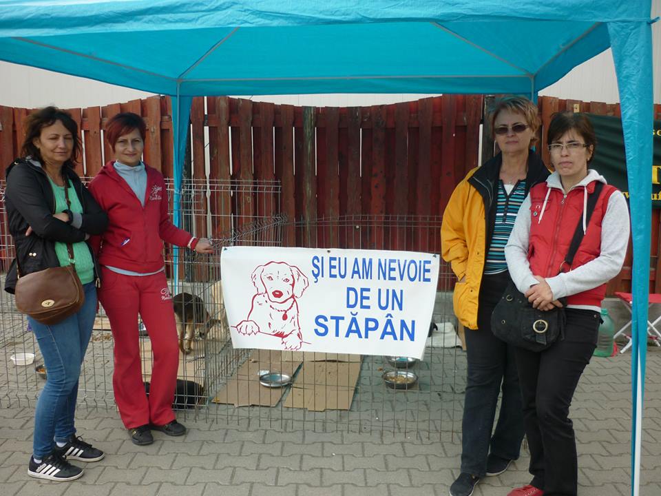 IMPRESIONANT. O fetiță din județ și-a donat banii de Crăciun pentru a ajuta câinii fără stăpân