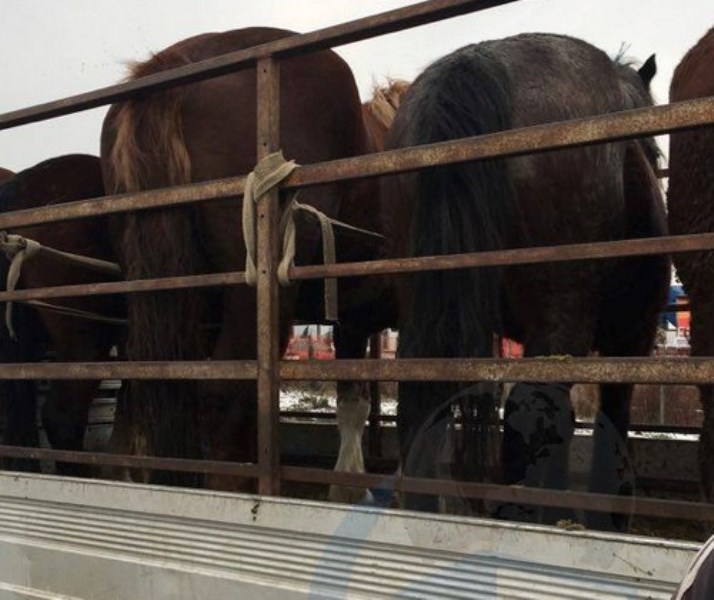 REVOLTĂTOR! Animale transportate în condiții greu de imaginat de niște indivizi (FOTO&VIDEO)