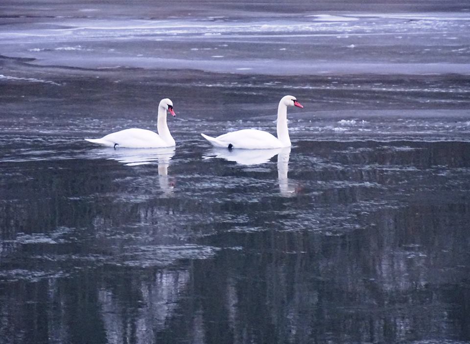 FOTOGALERIE. Lebedele au ajuns în municipiul Satu Mare, pe Someș