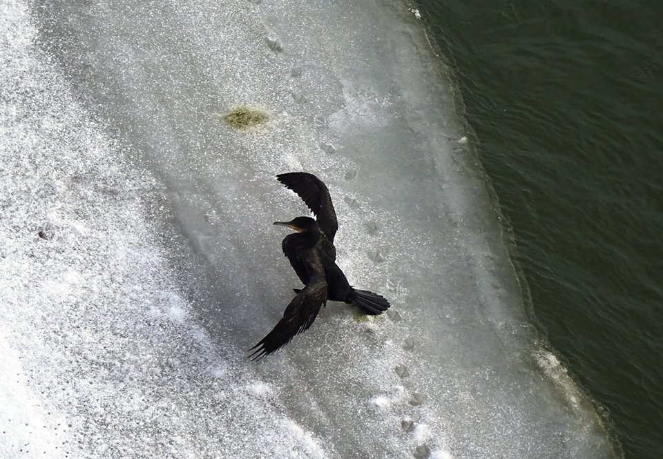 Splendid. După lebede, pe Someș în Satu Mare au ajuns și cormoranii (FOTOGALERIE)