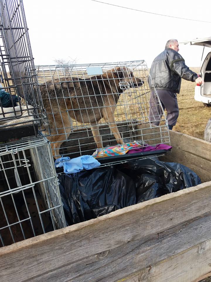 Hingherii, acuzați că ”fură” câini din Bihor și îi ”facturează” în Satu Mare (FOTO)