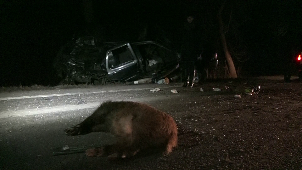 FOTOGALERIE. Doi sătmăreni răniți foarte grav. Au intrat cu mașina într-un TIR, apoi în copac