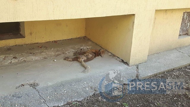 FOTO. Sătmarul minunilor! Cadavrul unei vulpi, în mijlocul orașului. Sesizate, autoritățile dorm!