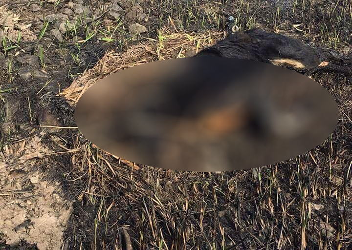 REVOLTĂTOR. Câini arși și mutilați la marginea municipiului Satu Mare (FOTO)