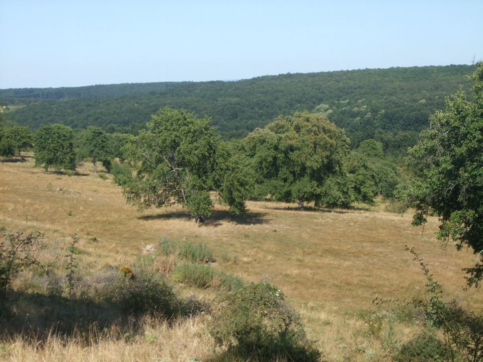 FOTOGALERIE. Tezaurul din Satu Mare. Cea mai mare rezervație de păr sălbatic din Europa