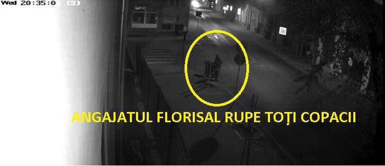 VIDEO. NEBUNIE! Un angajat Florisal a vandalizat copacii din centrul Sătmarului