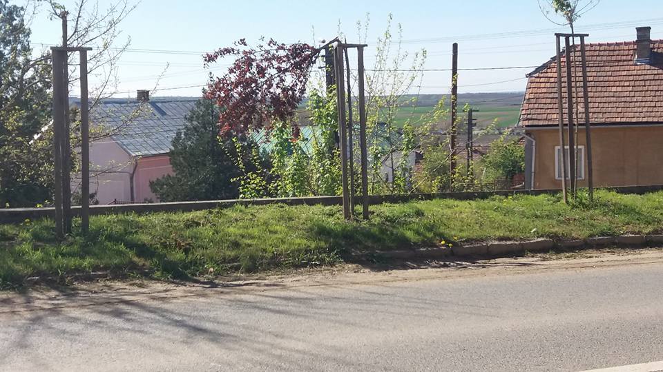 FOTO. L-a părăsit prietena și s-a răzbunat pe copaci. Un individ a vandalizat mai mulți arbori