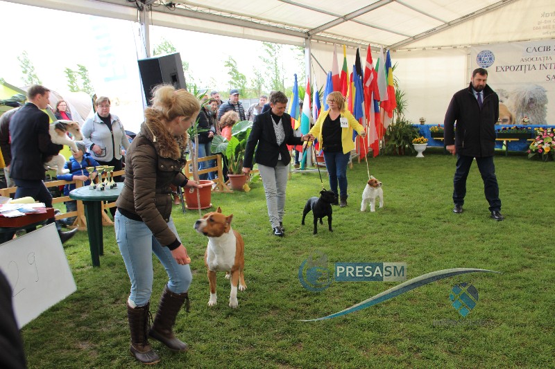 Spectacol la Satu Mare. Dog Show 2018: peste 700 de câini din 18 țări