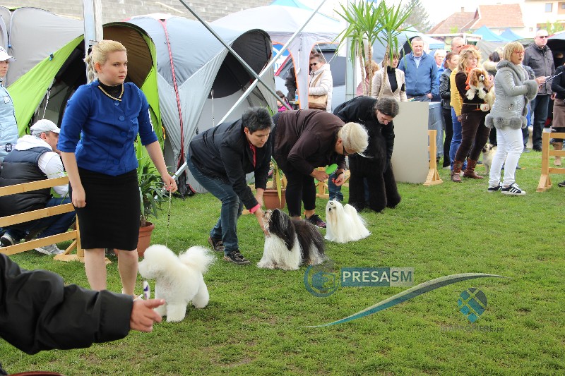 FOTO&VIDEO. Zeci de rase și sute de câini, într-un spectacol de zile mari la Satu Mare