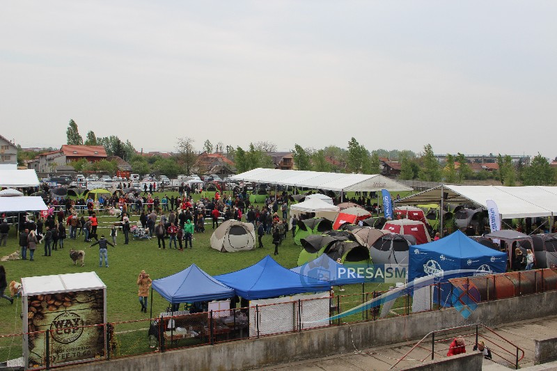 PROGRAM. Începe cel mai mare spectacol canin. Sute de câini din toată lumea, la Satu Mare