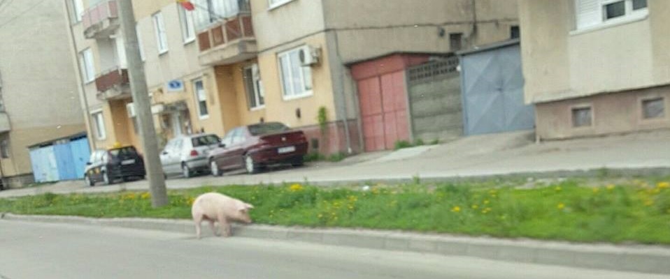 FOTO&VIDEO. Porc fugărit pe șoselele municipiului Satu Mare
