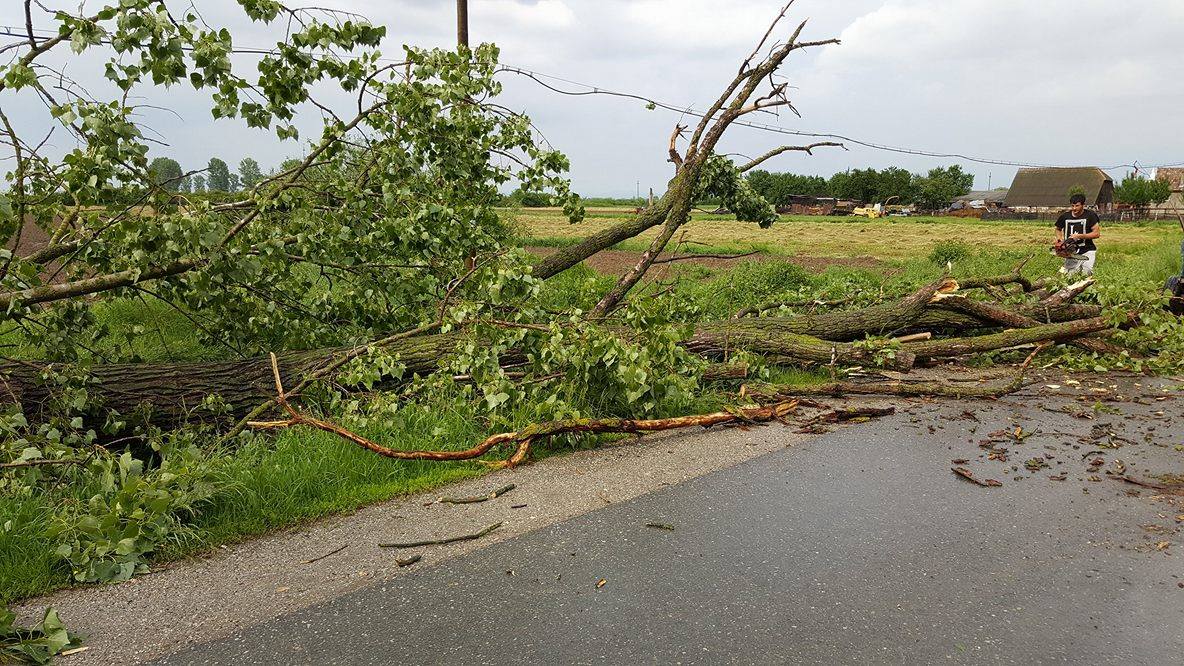 FOTO. Vântul a doborât plopi pe marginea drumului. Consiliul Județean făcut vinovat