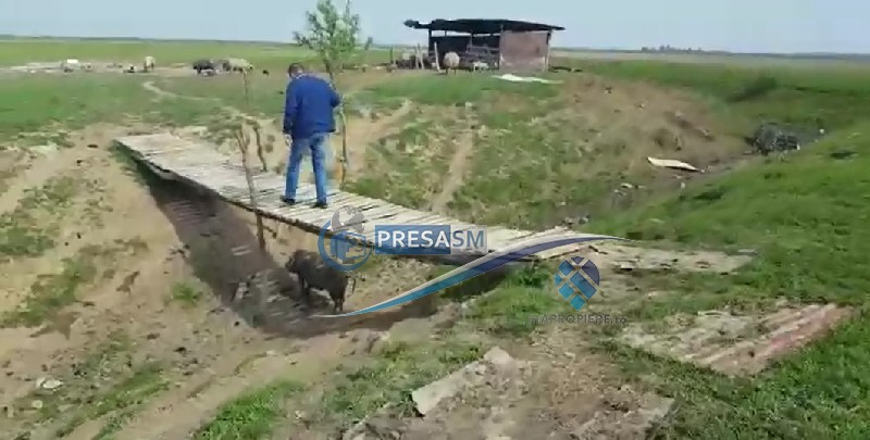 VIDEO. Ferma groazei în Satu Mare?! Imagini dure cu animale moarte. Acuzații de sabotaj