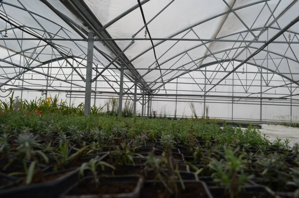 FOTOGALERIE. Plantație unică în Europa, la Satu Mare. Susținere de la cel mai înalt nivel