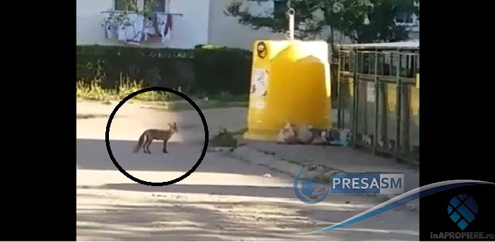 VIDEO. Vulpile se plimbă, în plină zi, prin Satu Mare. Se hrănesc din containerele pentru gunoi