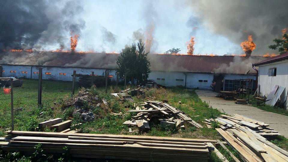 FOTOGALERIE. Hala unei ferme de pui a fost făcută scrum la Sanislău