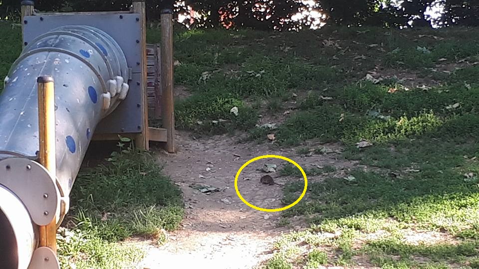 FOTO&VIDEO. Locuri de joacă printre șobolani, în Satu Mare. Imagini de lumea a III-a