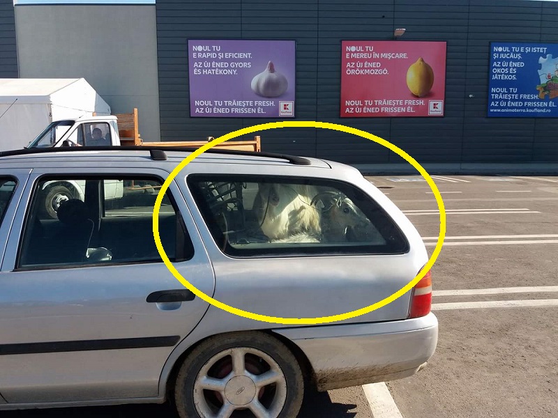 FOTO. Sătmarul minunilor! Capre transportate în portbagajul unei mașini