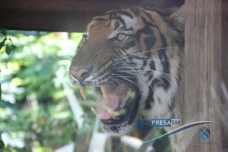 Tragedie la o grădină zoologică din țară. Angajat omorât de un tigru