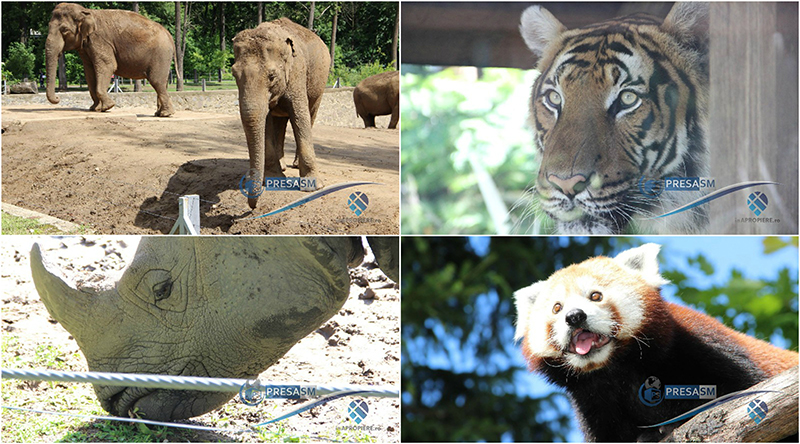 FOTO&VIDEO. Povestea de succes maghiară de la granițele României. Sute de specii, mii de animale