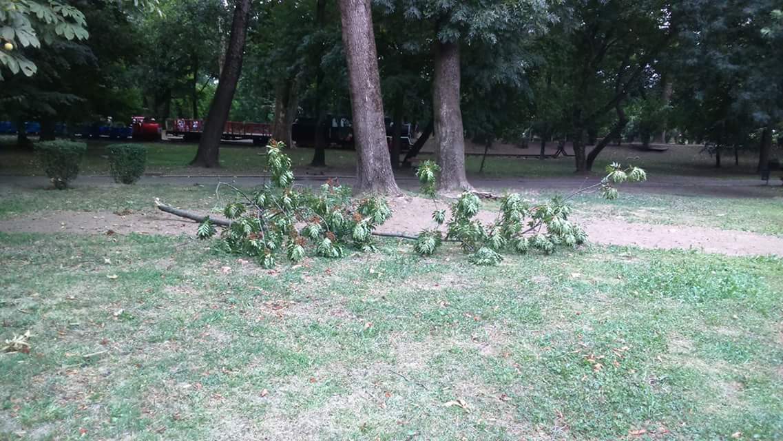 (FOTO) PERICOL. Continuă să cadă crengi în Grădina Romei din Satu Mare
