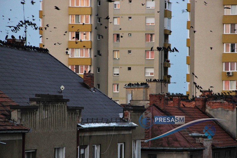 Sătmărenii așteaptă asta de 20 de ani! Cum rezolvă primarul Kereskenyi problema ciorilor din Grădina Romei