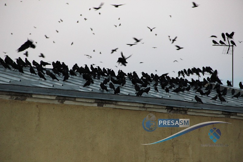 Primăria trage cu "tunurile" după ciori, în Grădina Romei