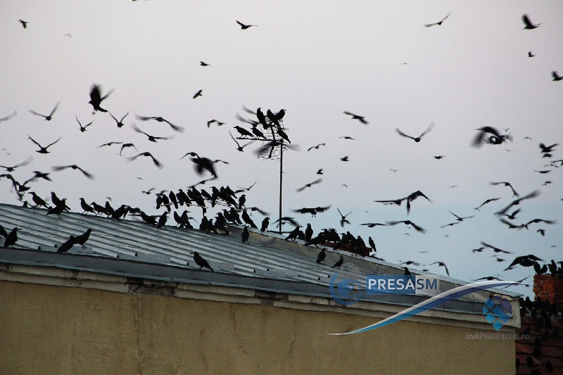 FOTO. Metoda inedită prin care Satu Mare ar putea scăpa de miile de ciori. Se aplică în București