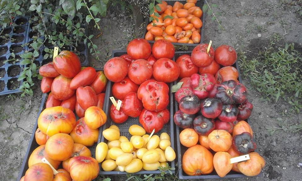 FOTOGALERIE. Povestea excepțională a sătmărenilor care cultivă SUTE de soiuri de roșii