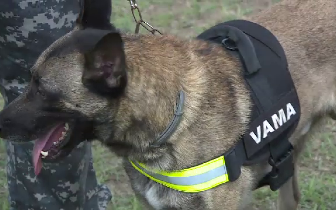 FOTO. Câinele Speedy, spaima contrabandiștilor. Cum a dat de gol un bărbat în Vama Halmeu