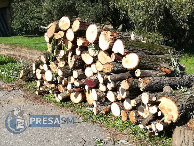 FOTO. Se taie masiv jungla de pe malul Someșului. Tone de vegetație cad sub drujbe