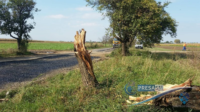 FOTO. MĂCEL! Muncitorii unei firme de asfaltări au vandalizat copaci protejați de lege