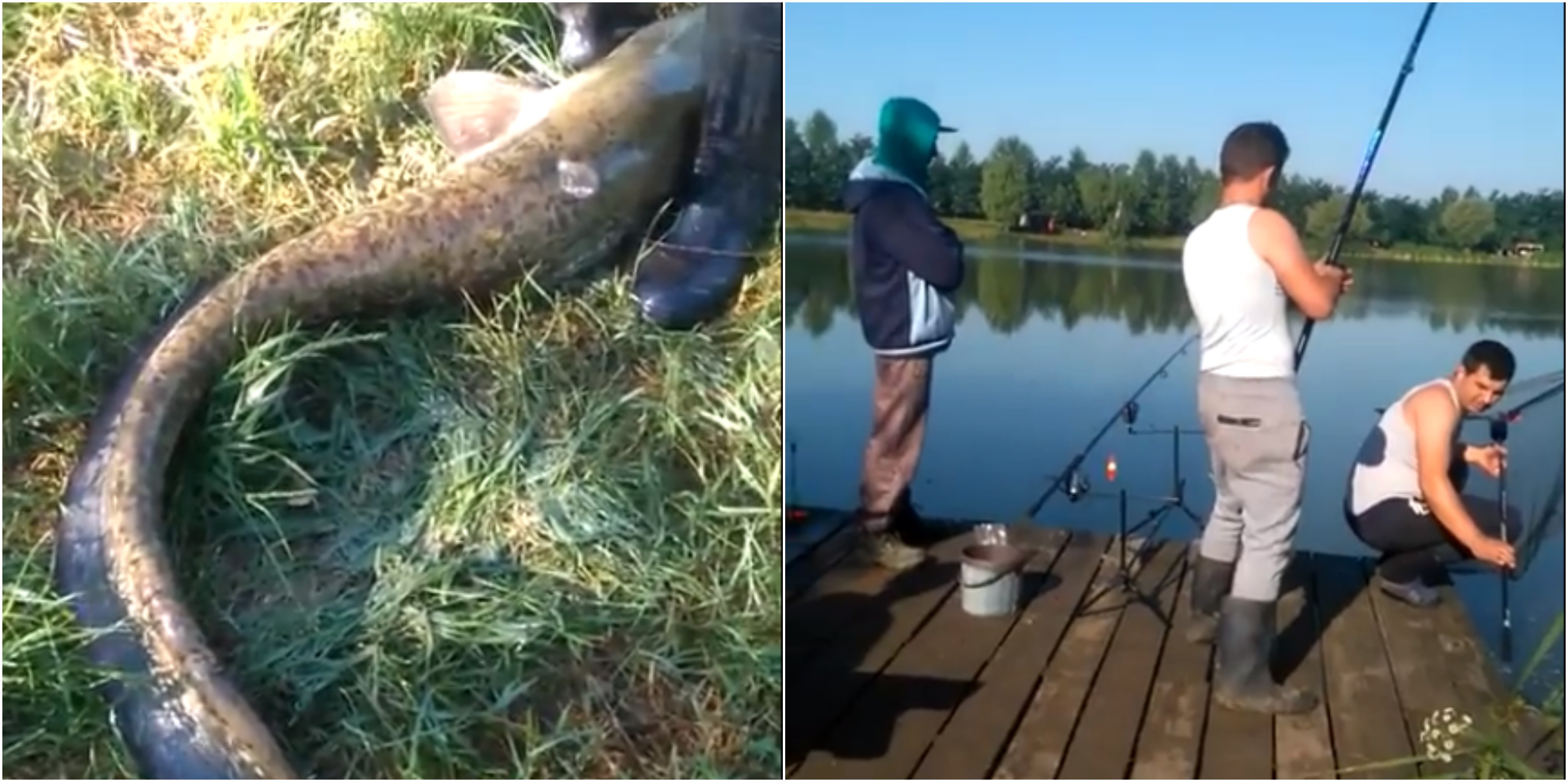 VIDEO. Super captură a unor pescari în județul Satu Mare