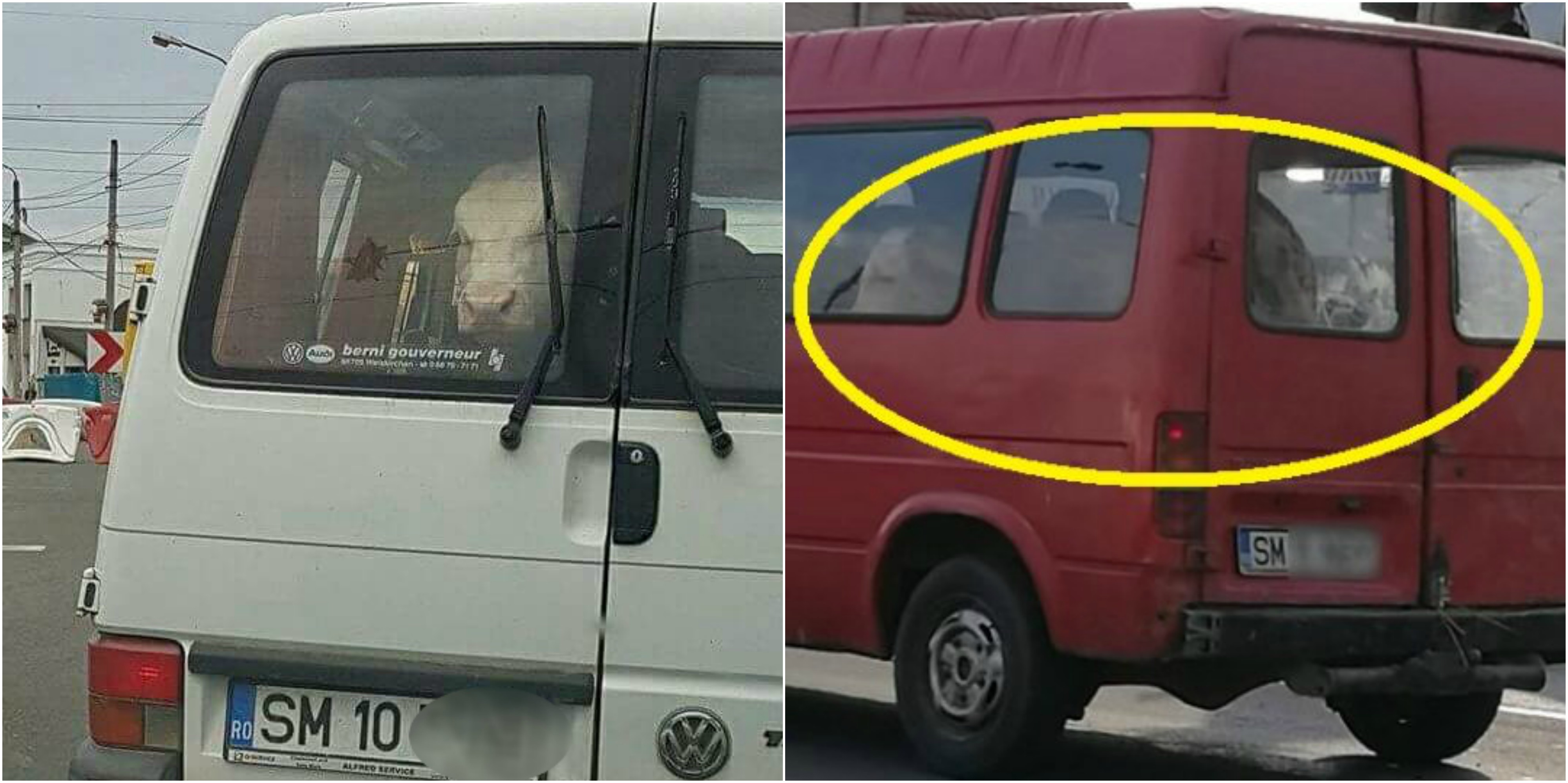 FOTOGALERIE. Văcuțe transportate cu microbuzul în municipiul Satu Mare