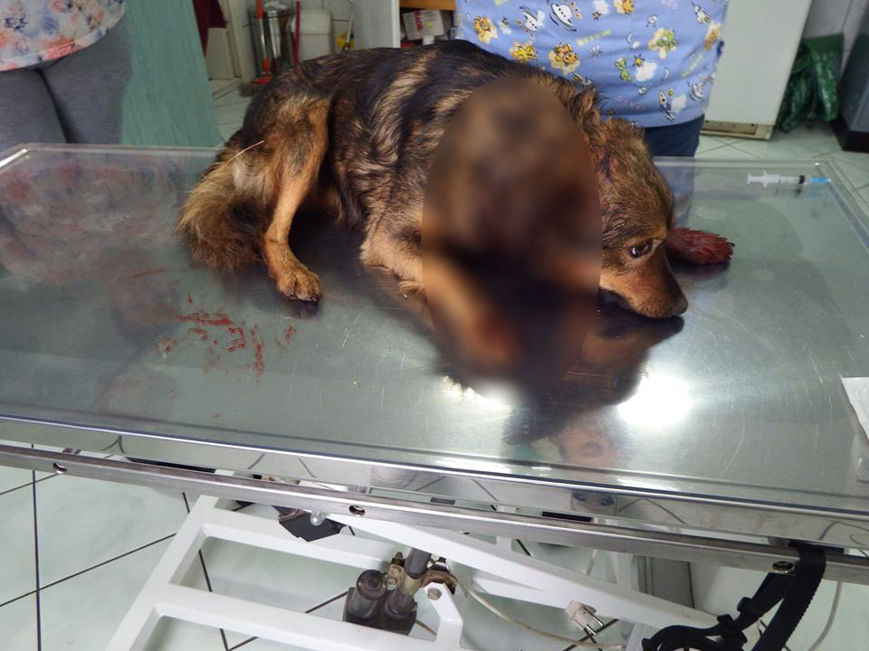 FOTO dramatic. A fost identificat principalul suspect în cazul înjunghierii de la Carei