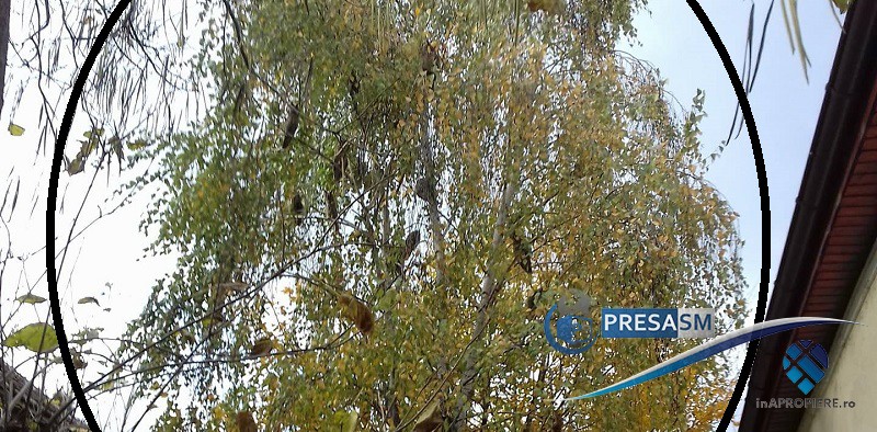 FOTO. Bufnițele au ”invadat”centrul Sătmarului. Zeci de păsări răpitoare în copaci